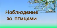 Наблюдение за птицами